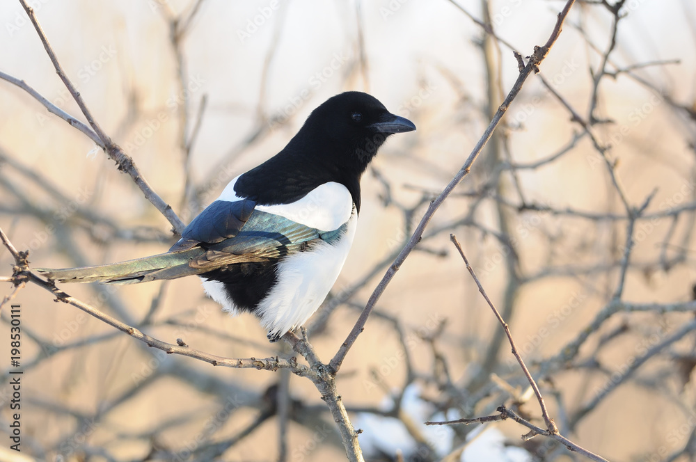 Eurasian magpie sits on a branch of a wild apple tree. Eurasian magpie sits on a branch of a wild apple tree.