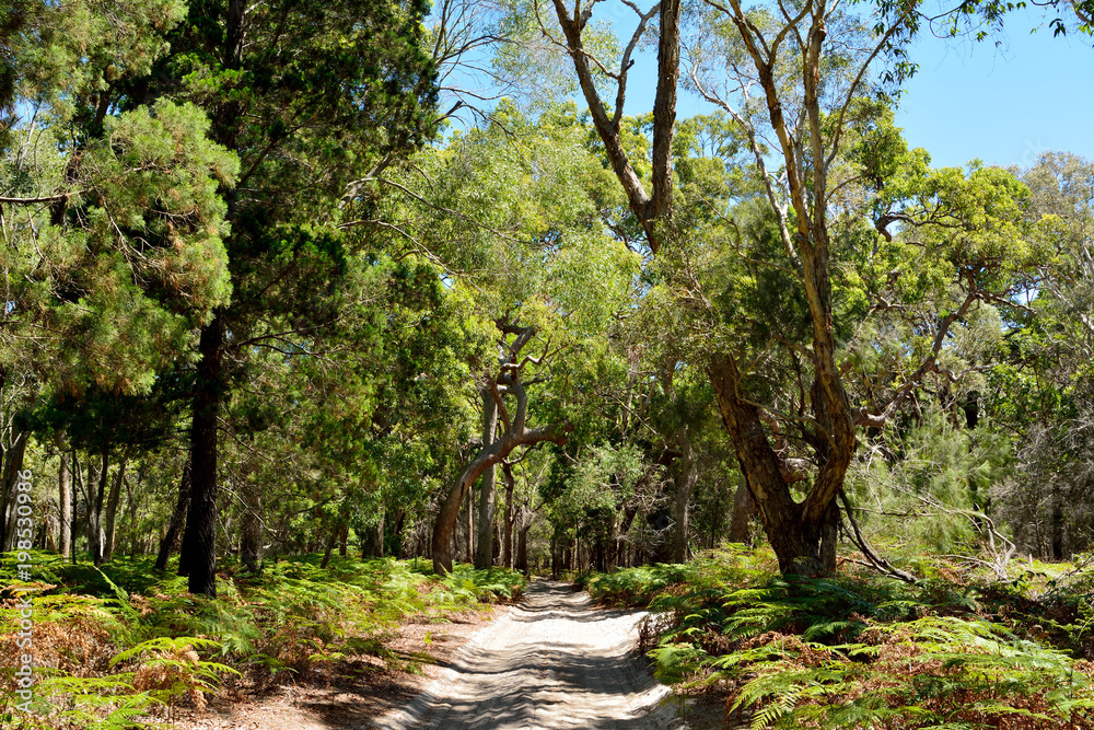 Naklejka premium Sand trail on South Stradbroke Island in Queensland, Australia.