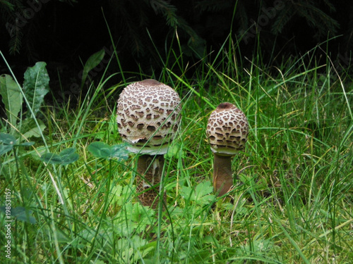 Zwei Pilze auf Wiese