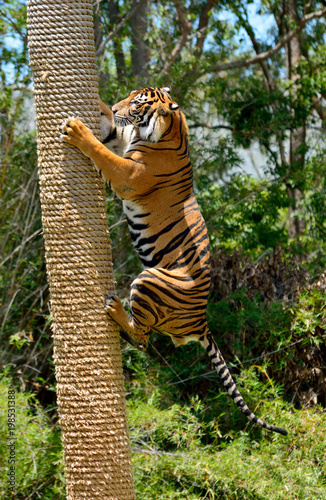 Fototapeta Naklejka Na Ścianę i Meble -  Tiger (Panthera tigris)