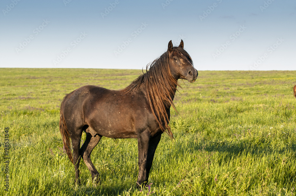 The wild horse, Equus ferus, in the steppe in the early morning enlightened by sunlight rays. View on a horse pasturing in the steppe. The wild horse, Equus ferus, in the steppe in the early morning enlightened by sunlight rays. View on a horse pasturing in the steppe.
