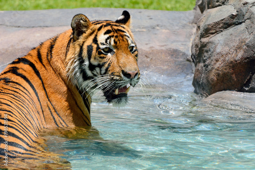 Fototapeta Naklejka Na Ścianę i Meble -  Tiger (Panthera tigris) relaxing in pool
