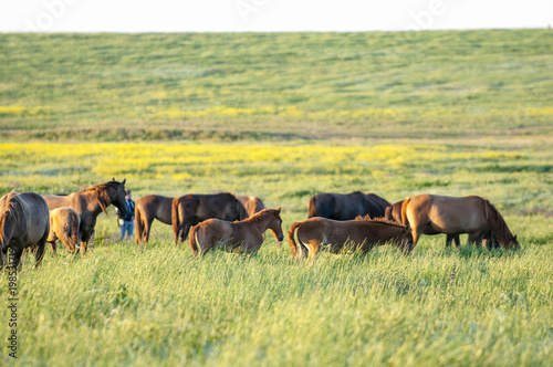 A herd of wild horses shown on Water island in atmospheric Rostov state reserve photo