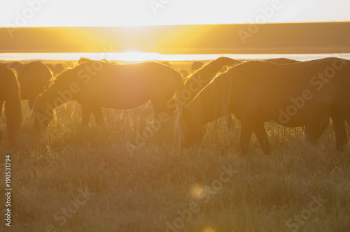 Wild horses grazing on summer meadow at sunset photo