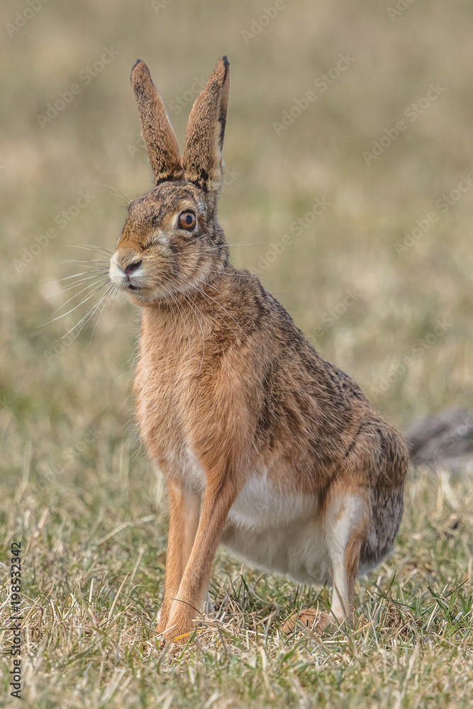 Fototapeta premium hase