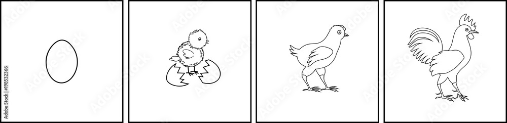 Fototapeta premium Stages of chicken growth from egg to adult bird