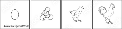 Stages of chicken growth from egg to adult bird
