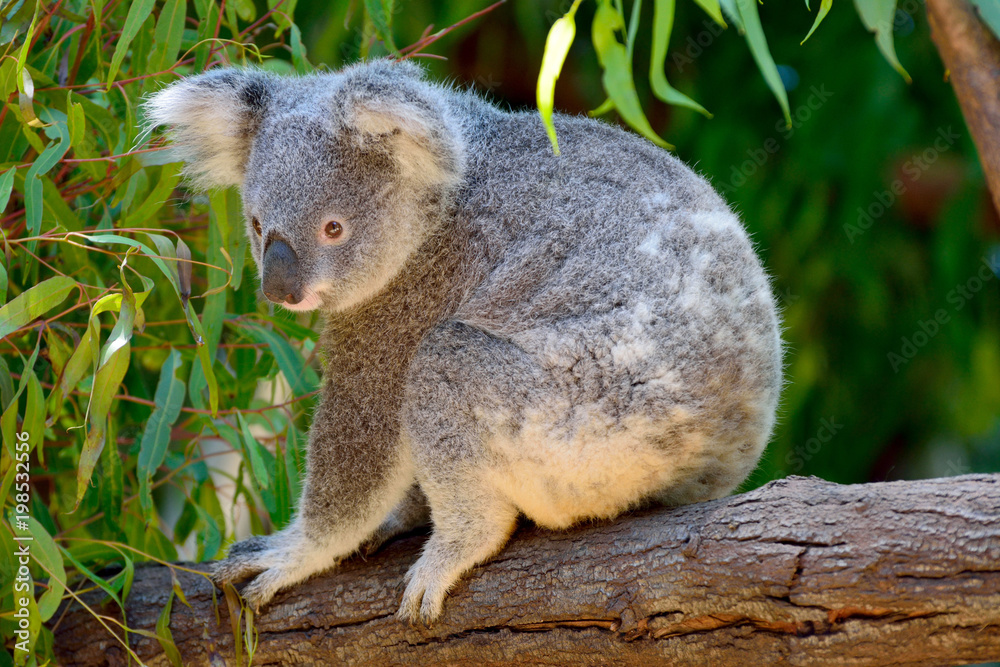 Fototapeta premium Koala on eucalyptus tree