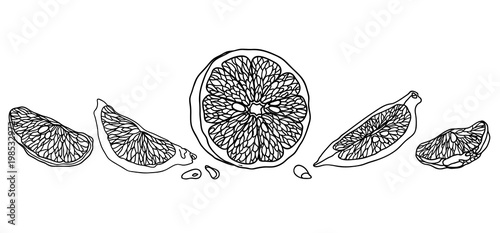 Lemon line illustration made in vintage pet style. There are fruits, wedges and  halves of lemons with seeds.