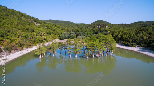 Cypress trees in Sukko lake. Anapa. Russia