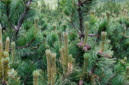 Slender green trees in the forest