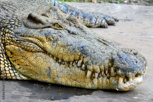 Saltwater crocodile (Crocodylus porosus). photo