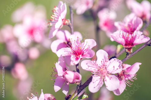 Close up of pink peach Blossom flowers on tree branch. Spring time