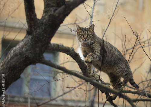 Sticker cats on tree