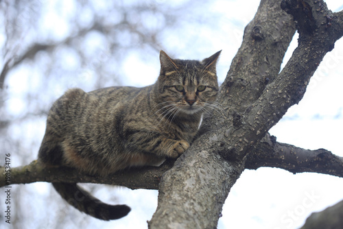 Canvas Print cats on tree