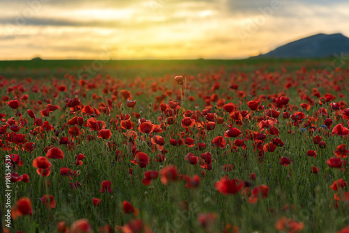 Poppy field at sunset © ba11istic