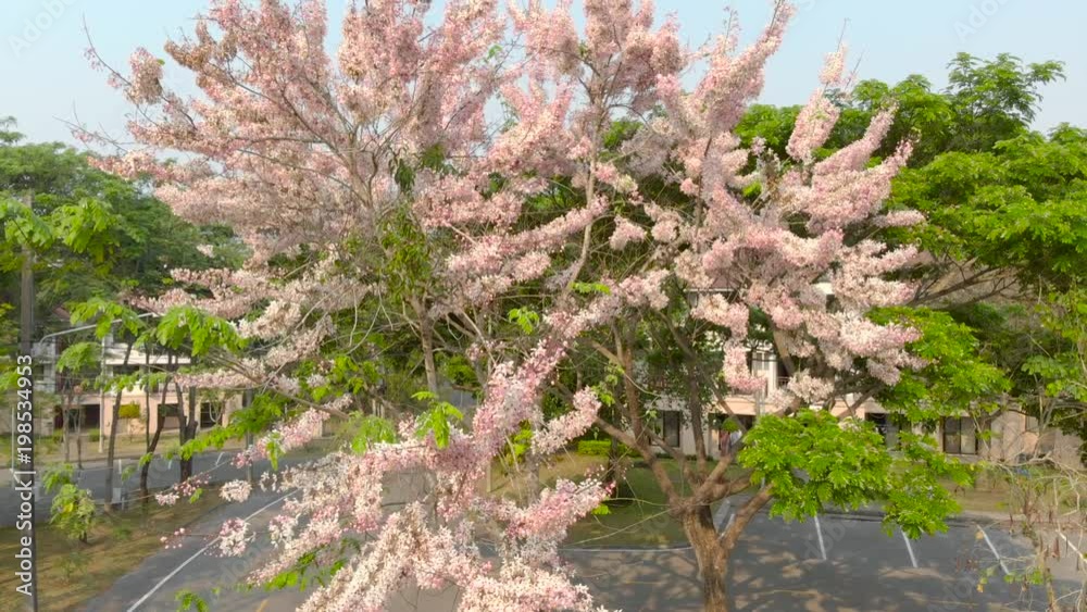 Pink cherry blossom sakura in living zone of public university of Thailand Pink cherry blossom sakura in living zone of public university of Thailand