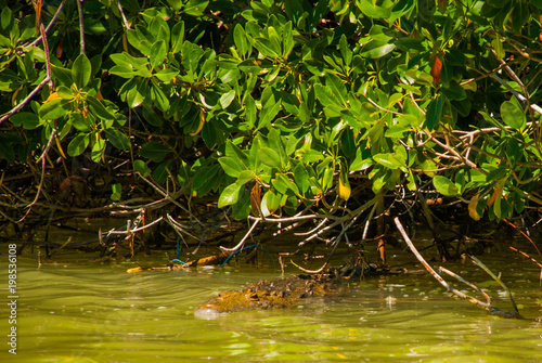Crocodile swims in the river. Rio Lagartos, Yucatan, Mexico photo