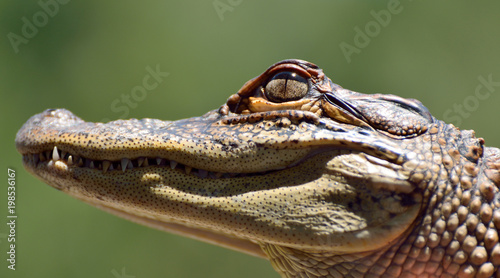 Head of freshwater crocodile (Crocodylus johnsoni).