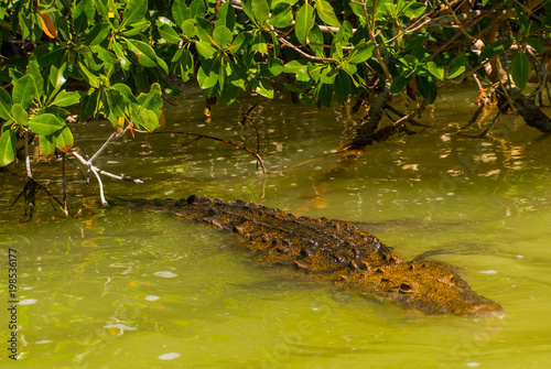 Crocodile swims in the river. Rio Lagartos, Yucatan, Mexico photo