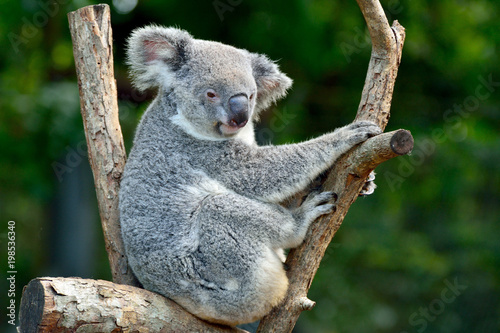 Fototapeta Naklejka Na Ścianę i Meble -  Koala on eucalyptus tree in Australia.