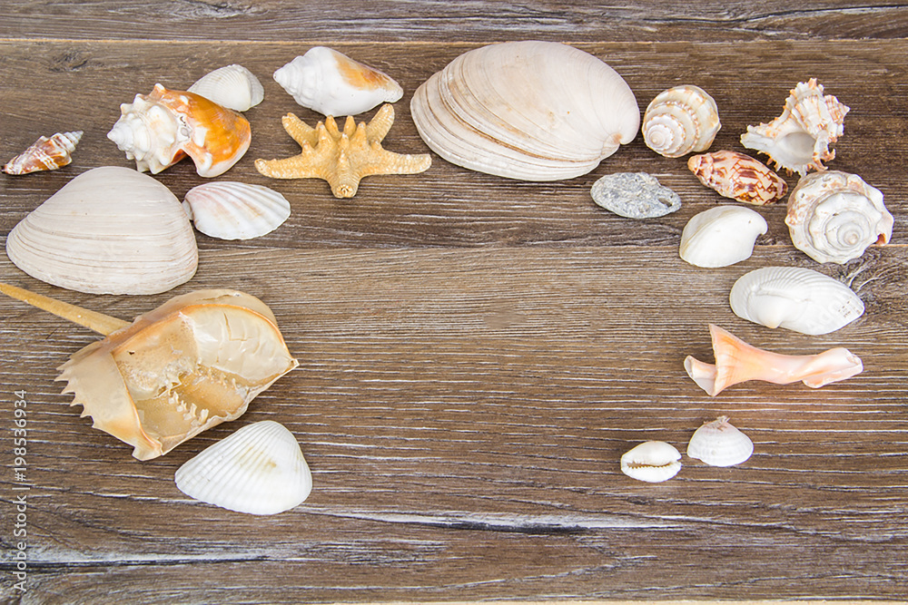 Summer sea background - sea shells, on a wooden background