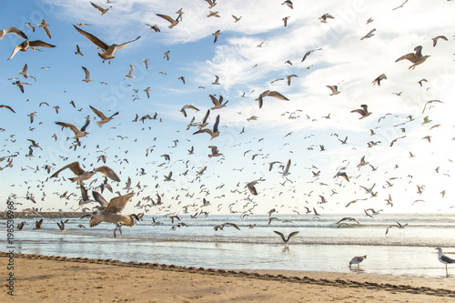 View of Costa Caparica beach in Lisbon, Portugal. Lot of birds and seagulls