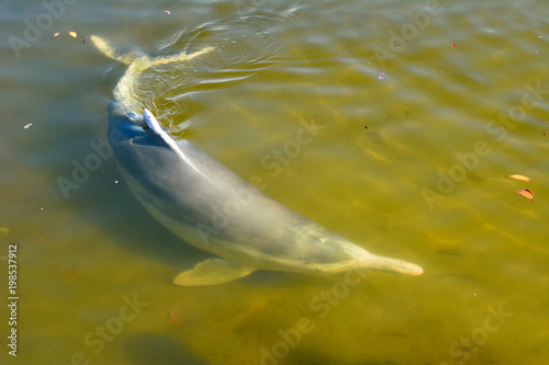 Australian Humpback dolphin (Sousa sahulensis) photo