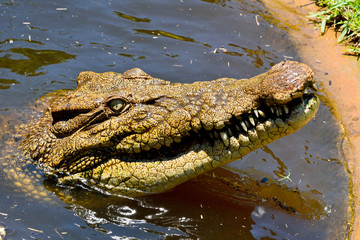 Handdoek met foto Krokodil Kop van zoutwaterkrokodil close-up  © Alizada Studios