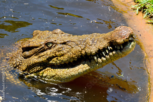 Head of saltwater crocodile (Crocodylus porosus)
