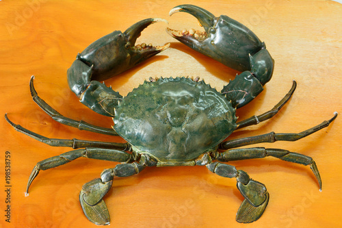 Mud crab (Scylla serrata)