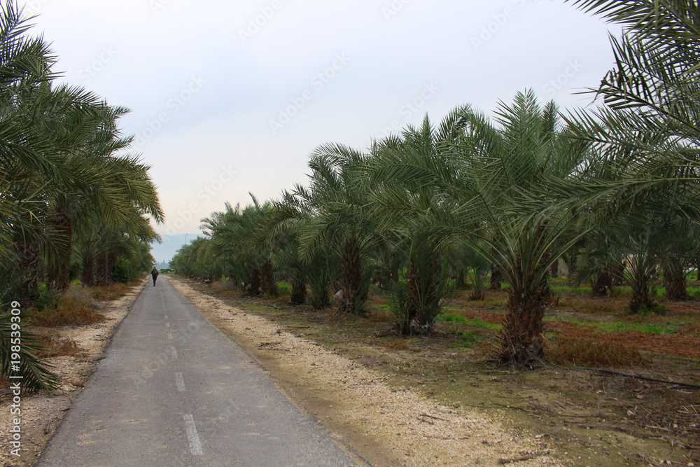 Palm forest near the border between Israel and Jordan Palm forest near the border between Israel and Jordan