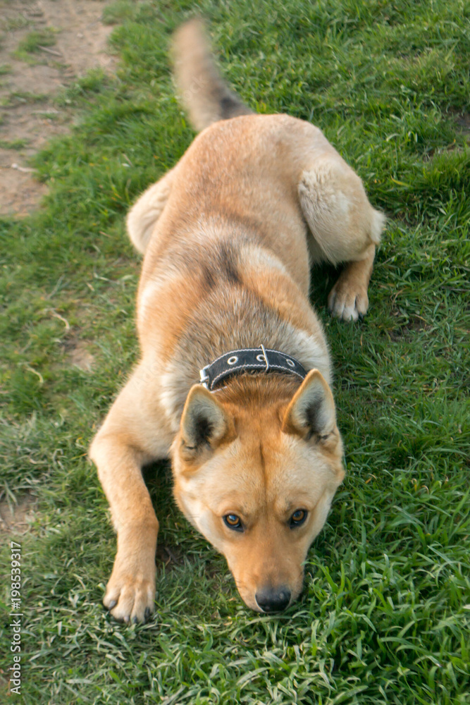 Naklejka premium Red dog