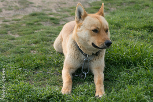 Red dog © andreymuravin