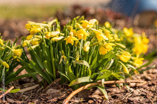 Fototapeta Naklejka Na Ścianę i Meble -  daffodils in the garden against blue sky - season spring - Narcissus pseudonarcissus
