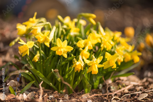 Fototapeta Naklejka Na Ścianę i Meble -  daffodils in the garden against blue sky - season spring - Narcissus pseudonarcissus