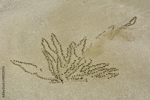 Floral inflated sand pellets formed by sand bubbler crab at Cape Hillsborough beach in Queensland  Australia.