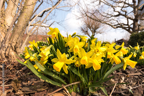 Fototapeta Naklejka Na Ścianę i Meble -  daffodils in the garden against blue sky - season spring - Narcissus pseudonarcissus