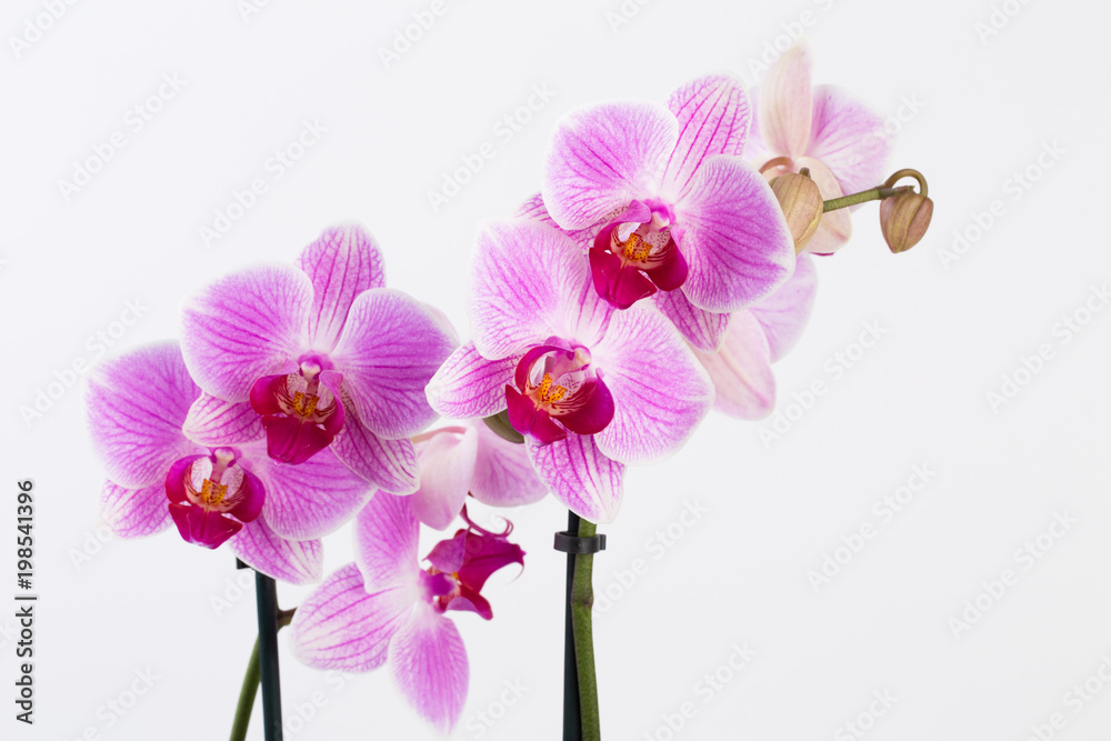 Beauty orchid on a white background.