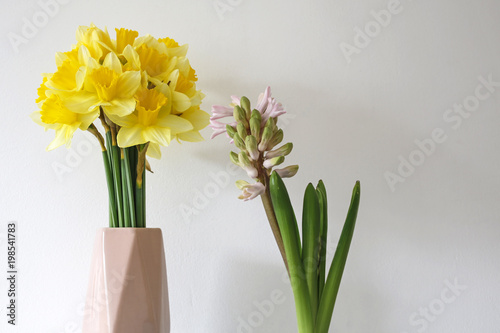 Fototapeta Naklejka Na Ścianę i Meble -  daffodils and hyacinth against white wall with copy space
