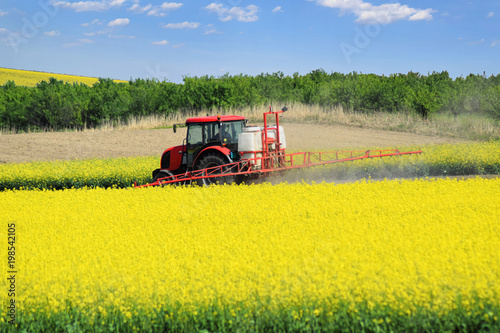 A red tractor in the process of spraying the oil rape farm in spring