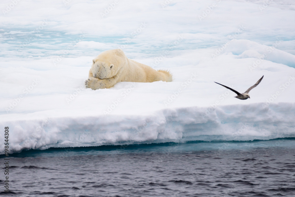 Naklejka premium Polar bear lying on ice with snow in Arctic