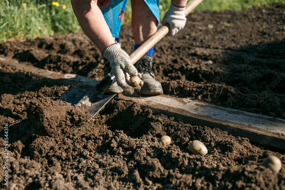Mature woman planting potatoes in her garden