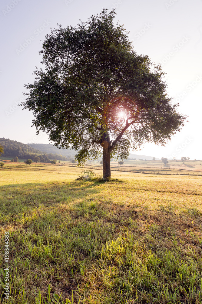Obraz premium Lonely tree in field at summer day
