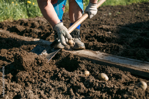 Mature woman planting potatoes in her garden