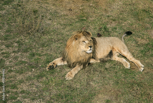 Fototapeta Naklejka Na Ścianę i Meble -  Adult lion lying on the grass