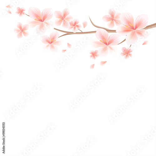 Branch of Sakura with Pink flowers and flying petals isolated on White background. Apple-tree flowers. Cherry blossom. Vector