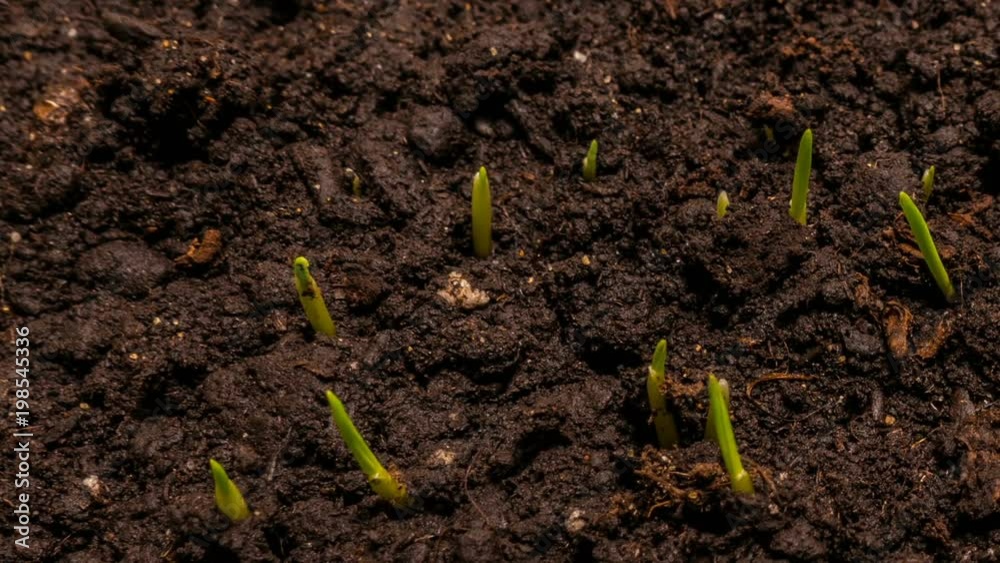 Rising grass, time laps, the concept of the beginning of a new life Rising grass, time laps, the concept of the beginning of a new life