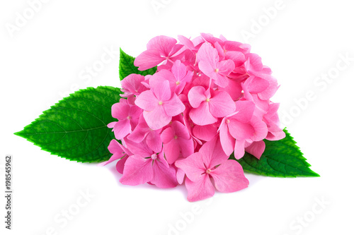 Pink hydrangea flowers with green leaves isolated on white. Blossoms of hortensia or hydrangea plant in close-up.