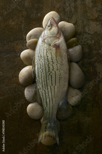 Close-up of striped bass on pebbles on rusty background